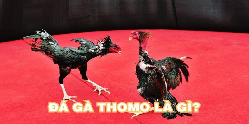 Tổng quát về đá gà thomo 