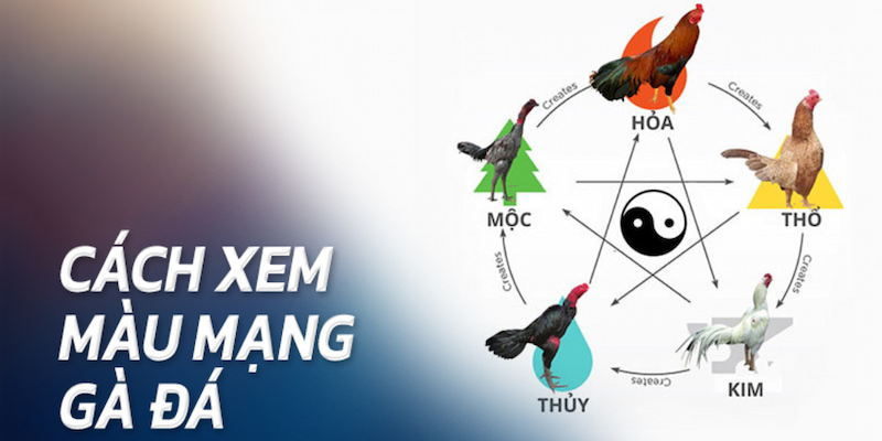 Xem màu mạng của gà để lựa chọn chiến kê và chọn giờ thi đấu hiệu quả không?