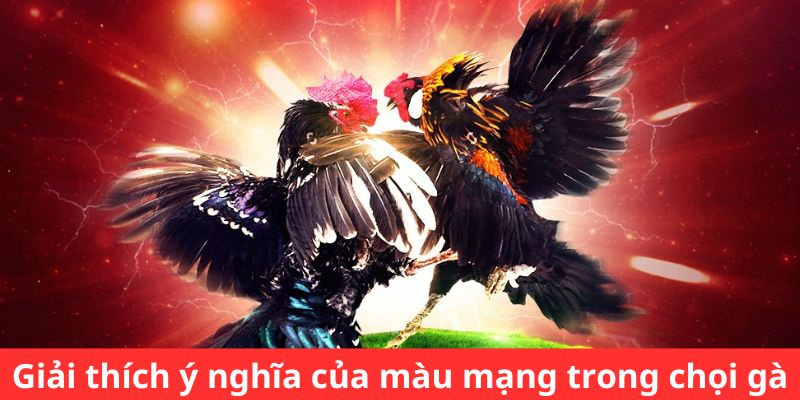 Ý nghĩa phong thủy và ngũ hành khi xem màu mạng gà